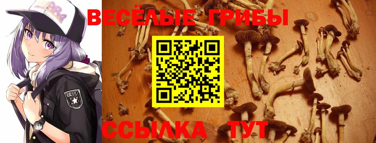 Людиново  Галлюциногенные грибы Psilocybe  Вход с VPN 